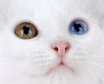 Cea mai rară și mai frumoasă rasă de pisici