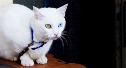 Cea mai rară și mai frumoasă rasă de pisici