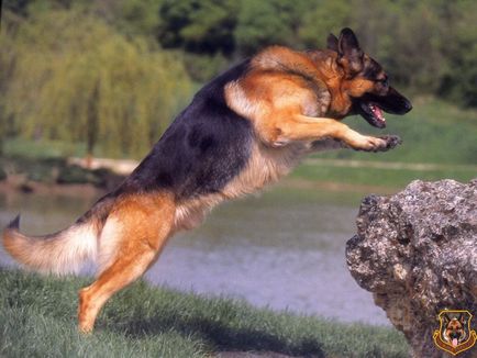 Cele mai inteligente rase de câini, ratingul celor mai deștepți câini de pe planetă, fotografie