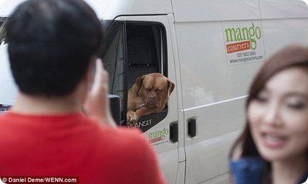 Cel mai renumit câine Bordeaux din Londra!