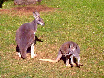 A család a kenguru (Macropodidae) kenguru, kenguru nagy piros kenguru szürke megjelenést