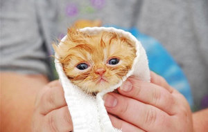 Șampoane de purice pentru pisoii, pisicile și câinii insecticid înseamnă celandină și prerie, mr kiss și recenzii