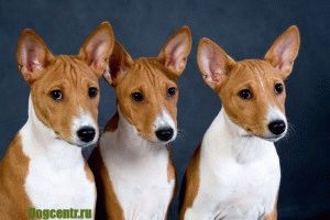 Puppies Basenji, îngrijire, educație pentru câini și pedeapsă