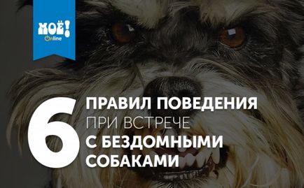 Шість правил поведінки при зустрічі з бездомними собаками - новини - моє! Online вороніж