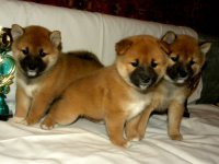 Shiba Inu - kutya kép, fajta leírás, karakter