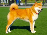 Шиба-іну - фото собаки, опис породи, характер