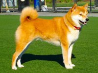 Shiba Inu - fotografia câinelui, descrierea rasei, natura