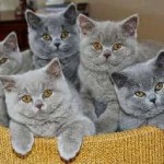 Шотландський кіт фото, прямоухий і висловухий, характер, відгуки та опис породи, де купити і ціна