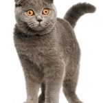 Шотландський кіт фото, прямоухий і висловухий, характер, відгуки та опис породи, де купити і ціна