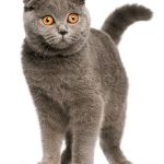 Scottish cat fotografie, pryamouhy și lop-eared, natura, recenzii și descrierea rasei unde să cumpere și preț