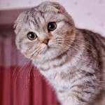 Scottish cat fotografie, pryamouhy și lop-eared, natura, recenzii și descrierea rasei unde să cumpere și preț