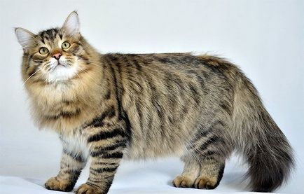 Сибірська порода кішок