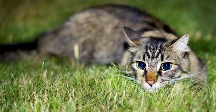 Mennyibe kerül egy Maine Coon