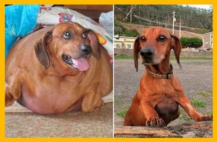 Cât timp trăiesc acasă dachshunds?