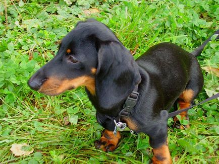 Cât timp trăiesc acasă dachshunds?