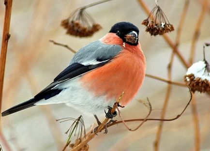 Bullfinch leírása fajok; pirók fogságban