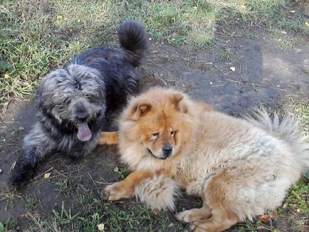 Dog chow-chow, trăiește grozav! Este minunat să trăiești!