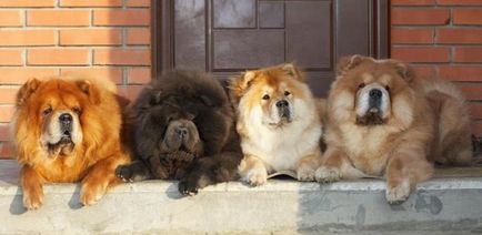 Dog chow-chow, trăiește grozav! Este minunat să trăiești!