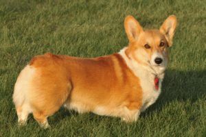 Kutyafajta corgi és a farok vágás (Corgi) Corgi kutyafajta és vágás a farok