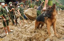 Câini în serviciul forțelor armate - informator militar