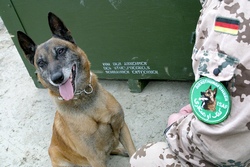 Собаки на службі в збройних силах - військовий інформатор