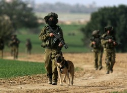 Собаки на службі в збройних силах - військовий інформатор