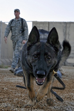 Câini în serviciul forțelor armate - informator militar