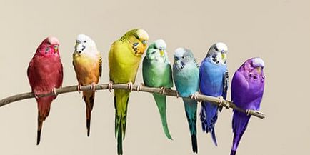 Dream Parrots interpretative De ce Visul multicolori Papagali într-un vis