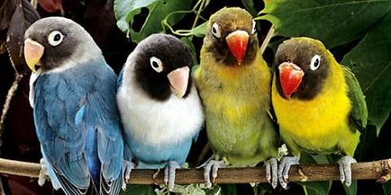 Álomértelmezés sokszínű papagájok mi álmok színes papagájok egy álom