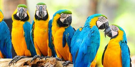 Dream Parrots interpretative De ce Visul multicolori Papagali într-un vis