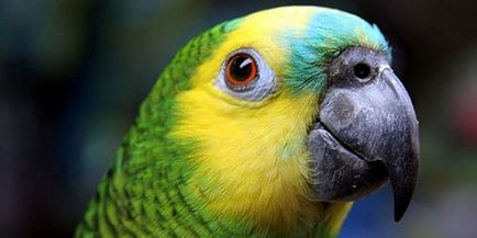 Álomértelmezés sokszínű papagájok mi álmok színes papagájok egy álom