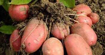 Сорт картоплі Беллароза характеристика, фото, відгуки