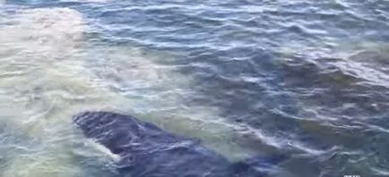 Mântuirea plâns de balenele de impotență ucigașe - animalele preferate