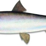 Список риб Сігов види муксун, омуль і ряпушка
