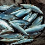 Listája fish fehér húsú halfaj fehér húsú, a Cisco és a fehérhúsú (fehérhúsú) Listája halfajok fehérhúsú fehérhúsú, a Cisco és a fehérhúsú