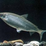 Список риб Сігов види муксун, омуль і ряпушка