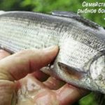 Lista speciilor de pești de mușun, omul și vendace