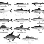 Список риб Сігов види муксун, омуль і ряпушка