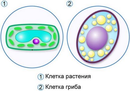 Будова еукаріотичної клітини