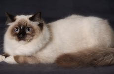 Pisică thailandeză - creatură viguroasă orientală, dar înțeleaptă
