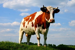 Câte vaci trăiesc în gospodărie