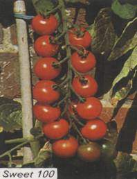 Tomate, culturile de legume în stare deschisă, fazenda