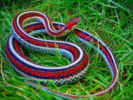 Тотемна тварина змія - характеристика людини і робота з тотемом