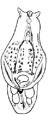 Трематодози (trematodoses) у собак