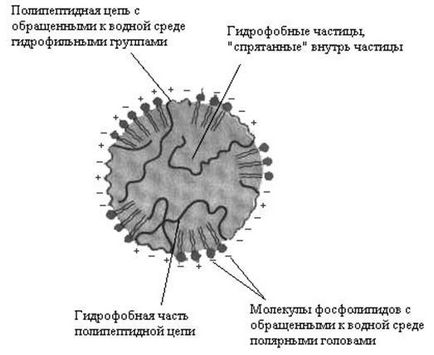 Тригліцериди (триацилгліцеролів)