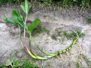 Shamrock plante medicinale de plante și indicații de utilizare