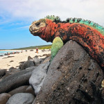 Tururi la Insulele Galapagos cum să obțineți, hoteluri, prețuri, recenzii, videoclipuri și fotografii