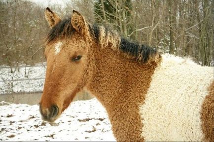 Дивовижна кучерява кінь