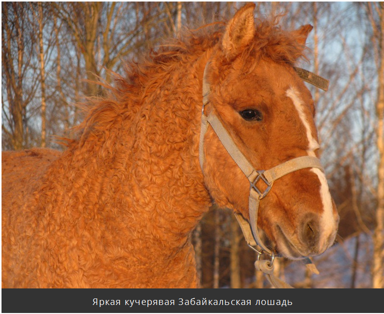 Дивовижна кучерява кінь