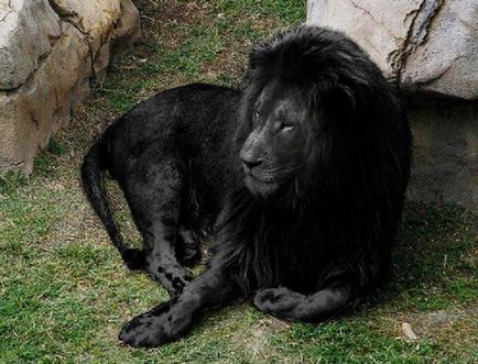 Дивовижні кішки чорні леви